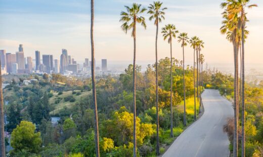 Palm trees in front of cityscape nursing career in california